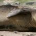 К чему снится тюлень женщине Сонник беременной снится детеныши тюленя