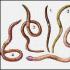 Кровеносная система дождевого червя: описание, строение и особенности К какому отряду относится дождевой червь